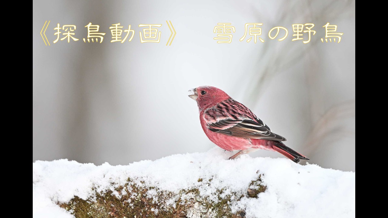 《探鳥動画》今年は赤い鳥が滞在中。　2026年1月4日