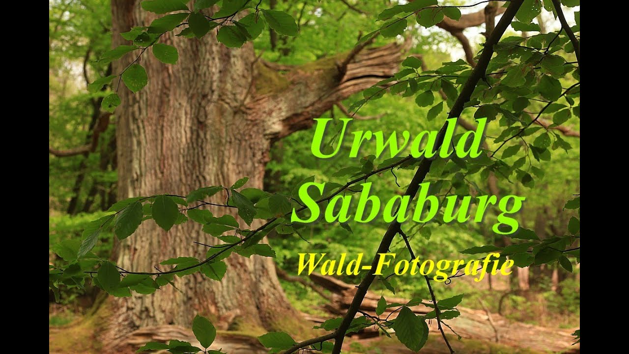 Urwald Sababurg, Reinhardswald, die Größten, Dicksten, Ältesten Bäume. Fototräume! Waldfotografie