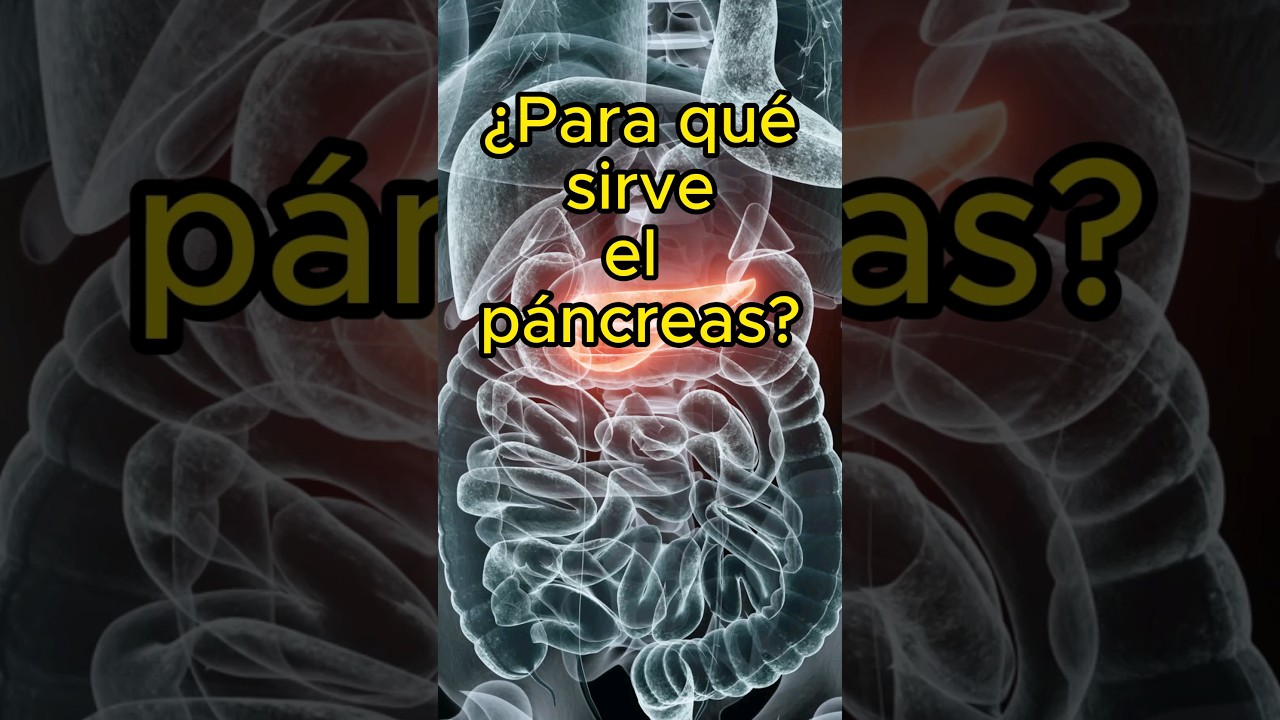 Qué es el Páncreas y para qué sirve