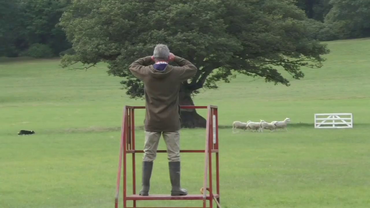2nd Day Welsh Nationals Sheepdog Trials 2018 - AM 2