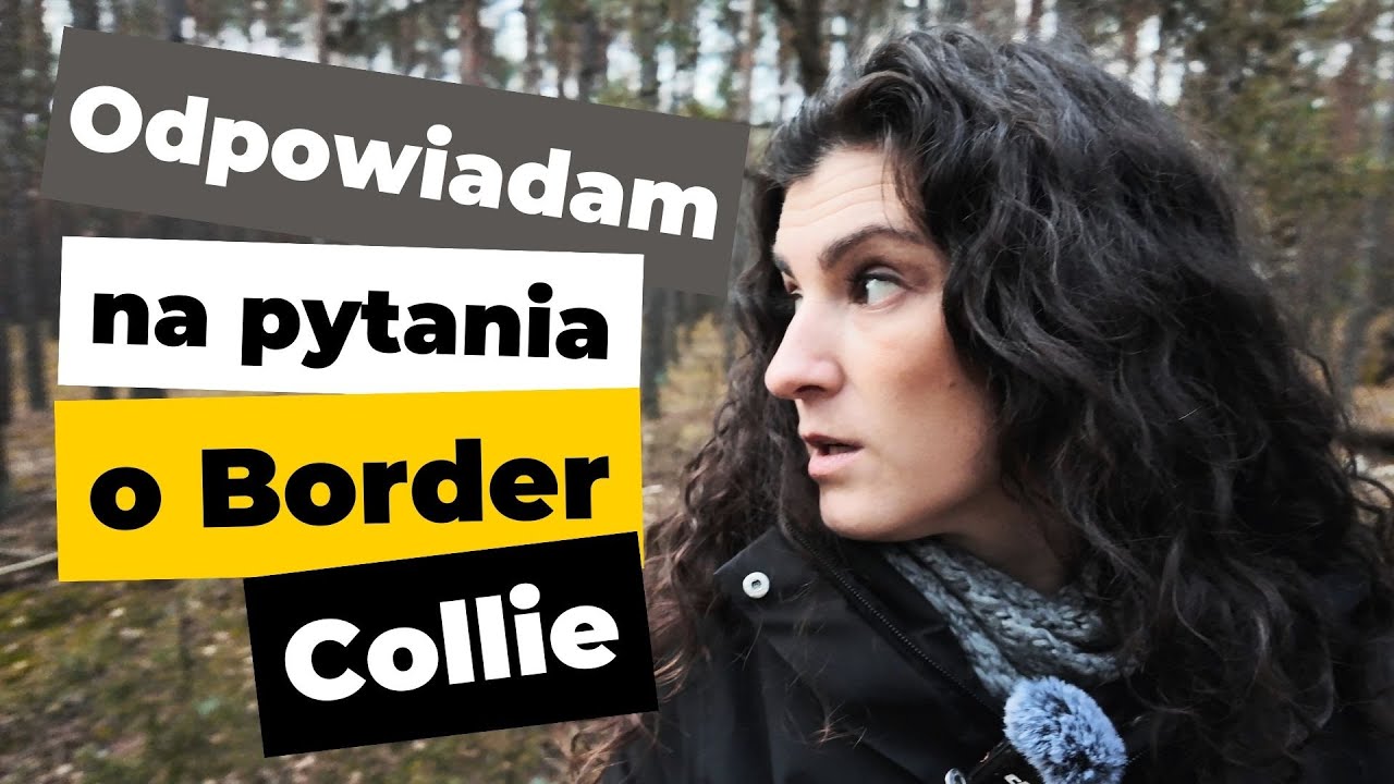 Czy Border Collie jest trudną rasą do wychowania? Odcinek Q&A