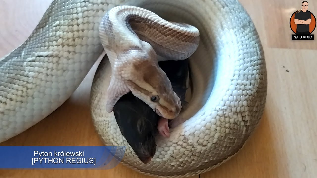 PYTON KRÓLEWSKI 🐍 - KARMIENIE DOROSŁEGO PYTHON REGIUS