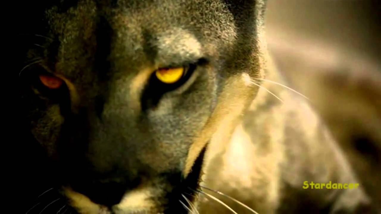 B-Tribe~Desesperada