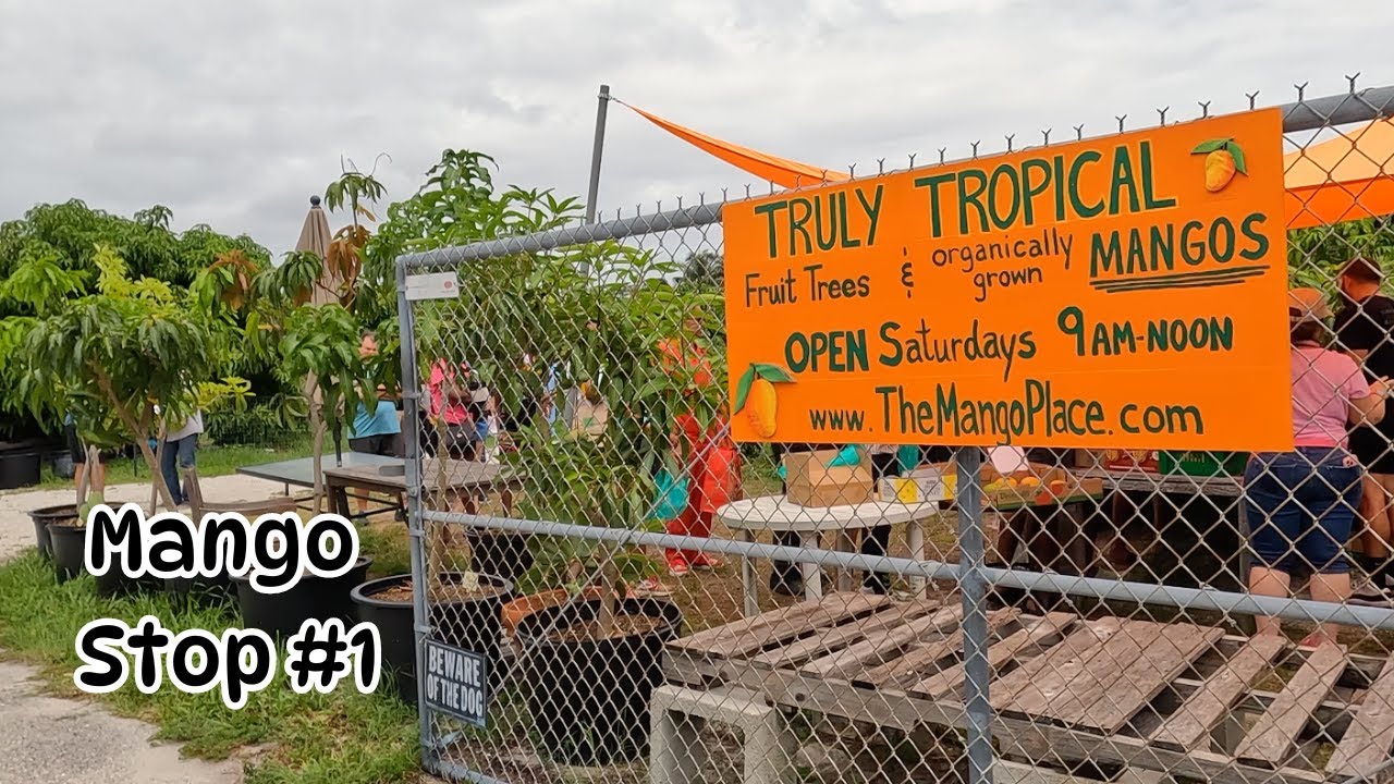 Покупка манго в TRULY TROPICAL