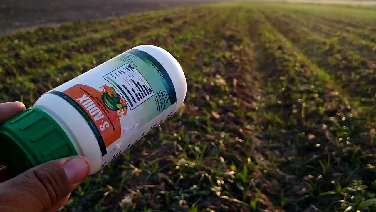 Cilantro☘️☘️ (2da etapa- control de la maleza )