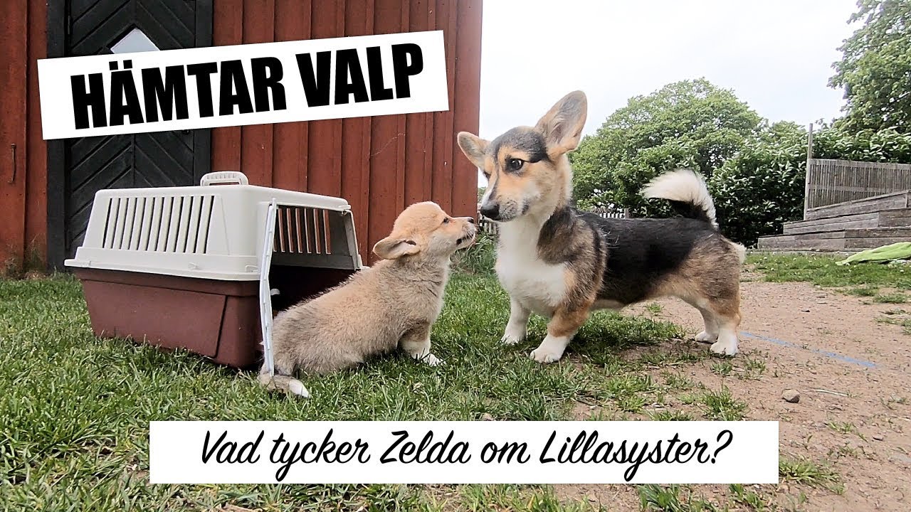 ValpVlogg 1 - Hämtar vår Corgi-Valp