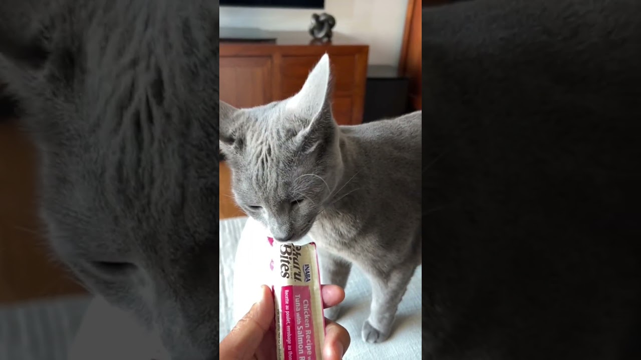 addicted cat treat #churu #inaba #pettreats #cats #shorts #russianblue #catfoods