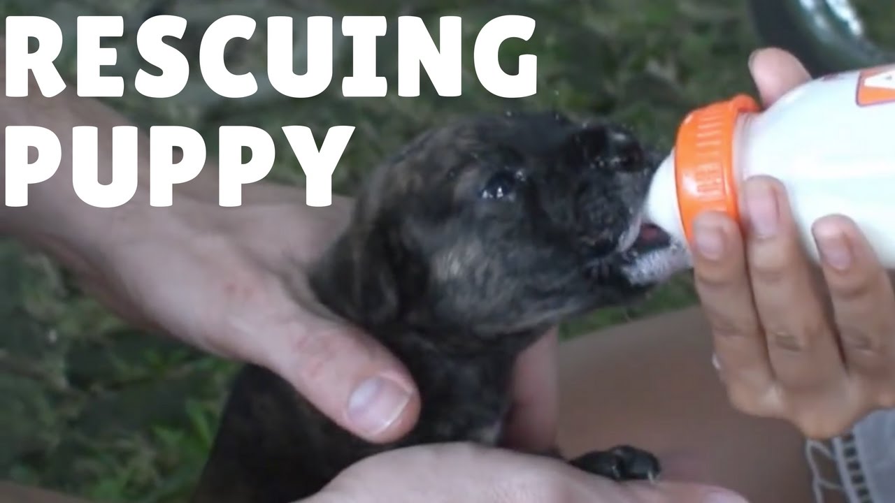 Sausage , the puppy