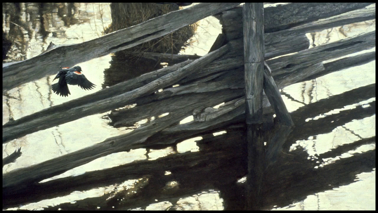 #17  Red Winged Blackbirds and Rail Fence by Robert Bateman