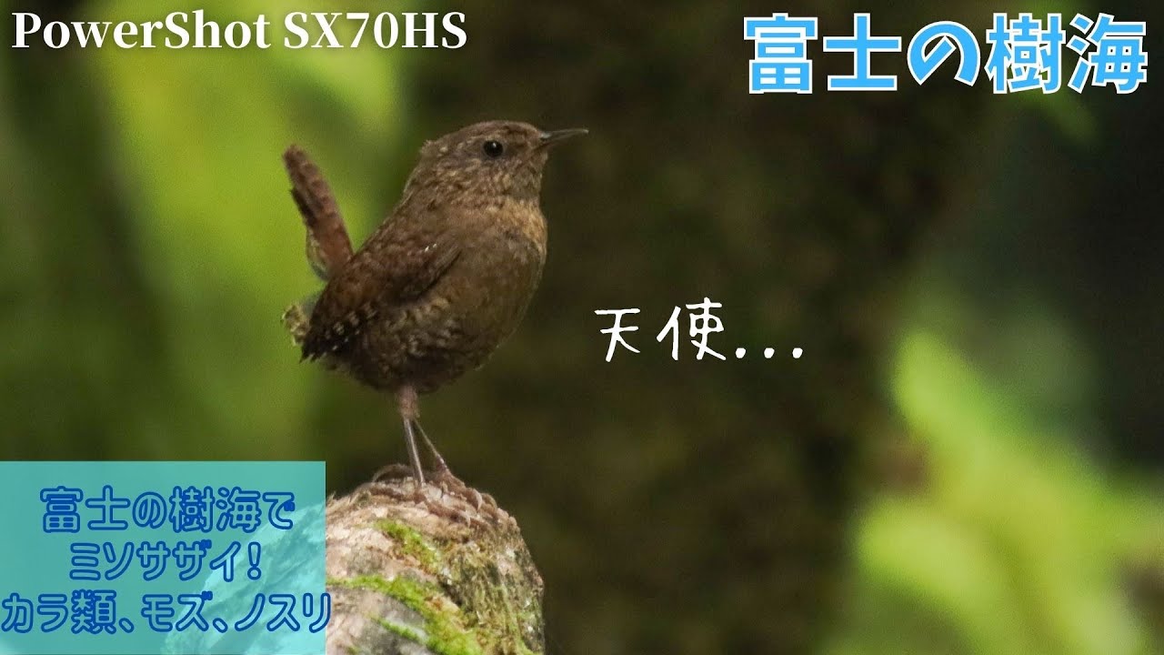 富士の樹海で尾羽がかわいい天使みたいな小鳥に出会う！【コンデジ野鳥撮影Vlog】