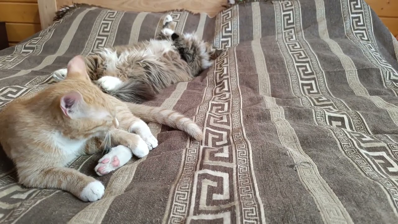 Лежбище котов