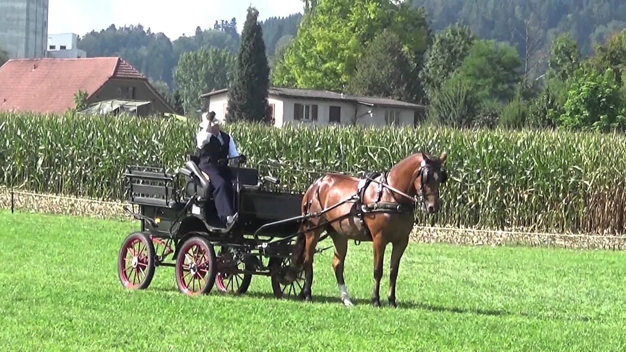 Kathriner's Freiberger am Feldtest Ettiswil 2015