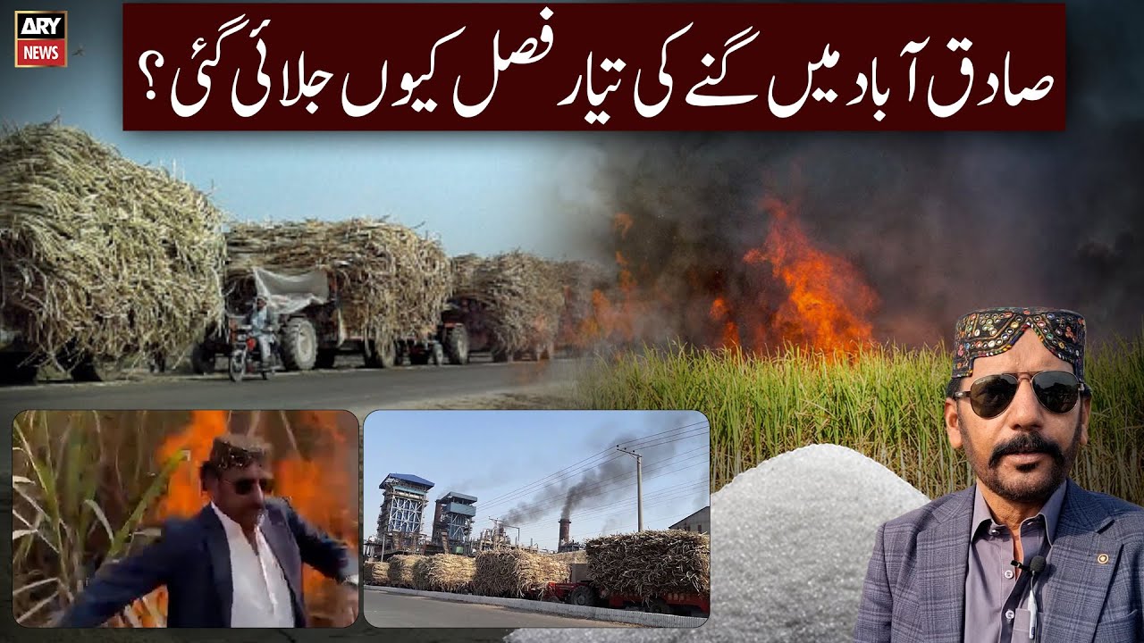 Farmer sets its own sugarcane crop on fire - But Why? This Video Will Shock You