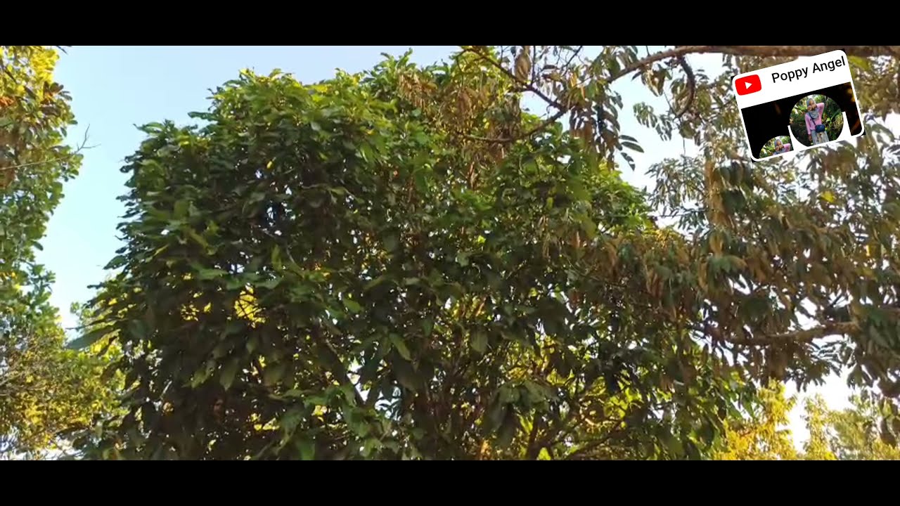 Pohon 🌳 Buah Jambu Bol Putih Susu Langka 🌳 JAMBU AIR PUTIH ASEM