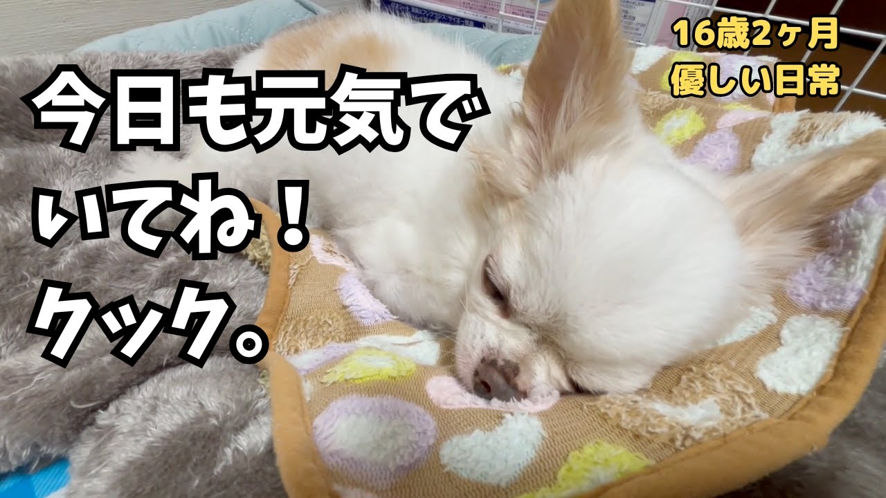【老犬チワワと家族の日常】16歳2ヶ月、優しい日常
