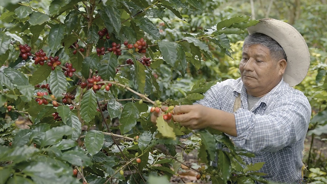 Paramount Coffee: What is Farm-Direct Coffee?