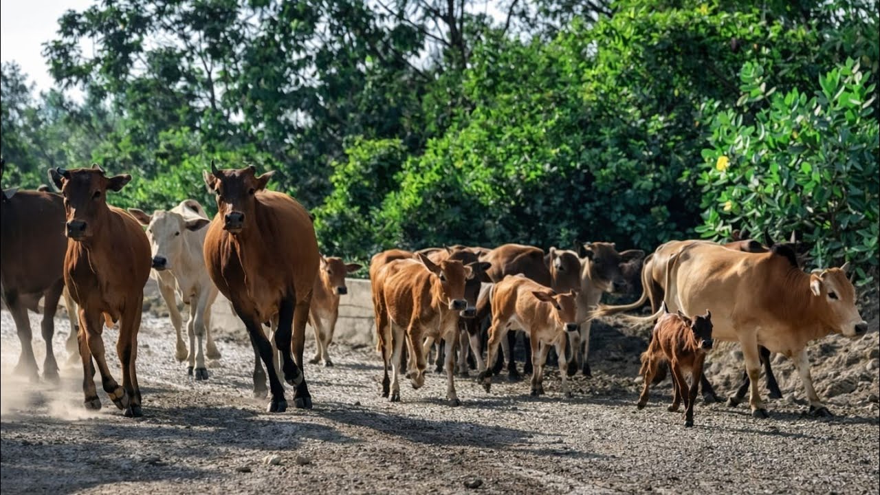 The activity of herding dozens of cute, tame cows walking along a rural road, cow sound cow Moo