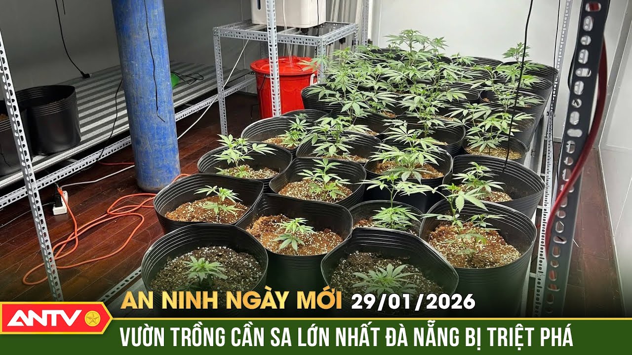 An ninh ngày mới ngày 29/1: Phát hiện “đại bản doanh” trồng cần sa giữa TP Đà Nẵng |ANTV