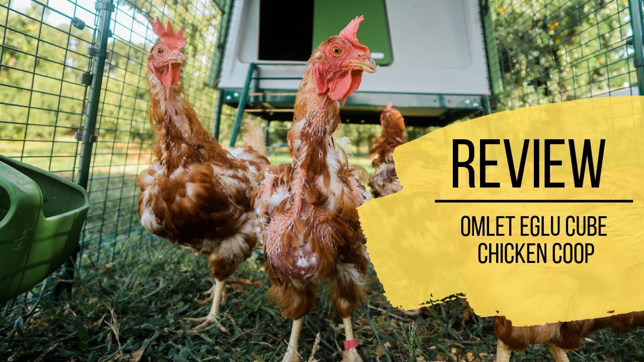 Omlet Eglu Cube Chicken Coop Review