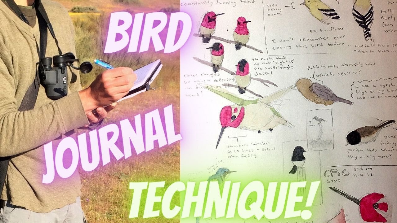 Birding and Nature Journaling: The Secret Technique