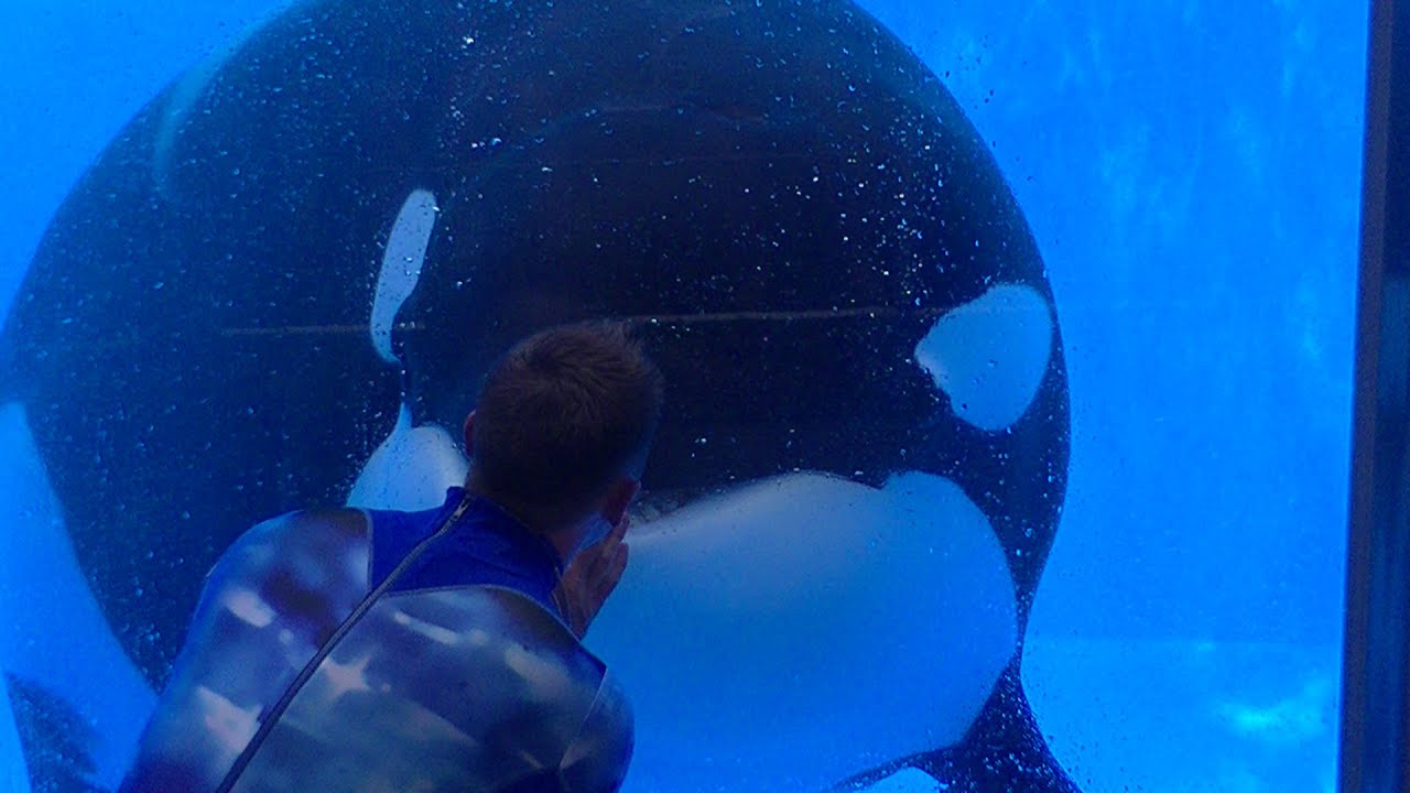 One Ocean Featuring Tilikum & Malia - Aug 13 2016 - SeaWorld Orlando