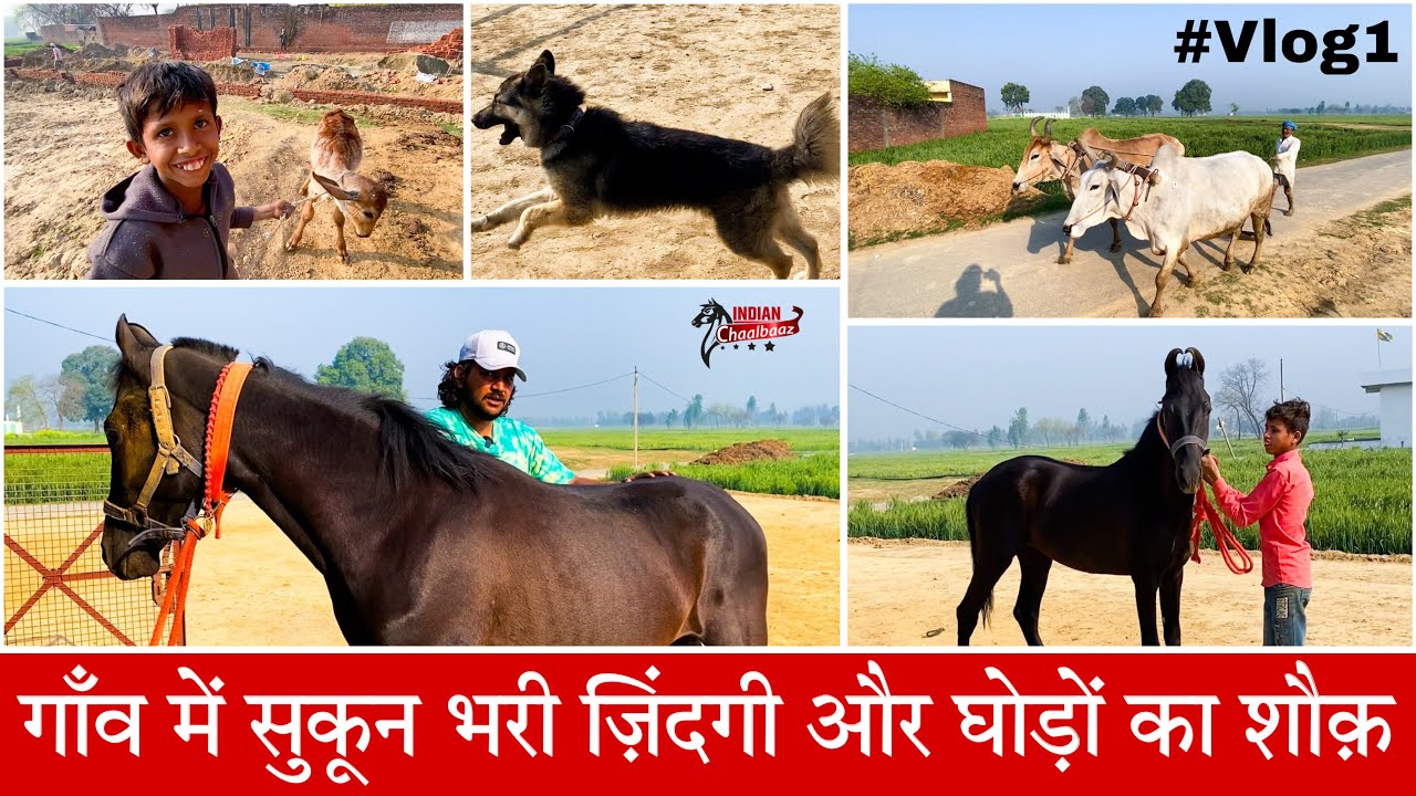 गाँव में सुकून भरी ज़िंदगी और घोड़ों का शौक़ #vlog #dailyvlog