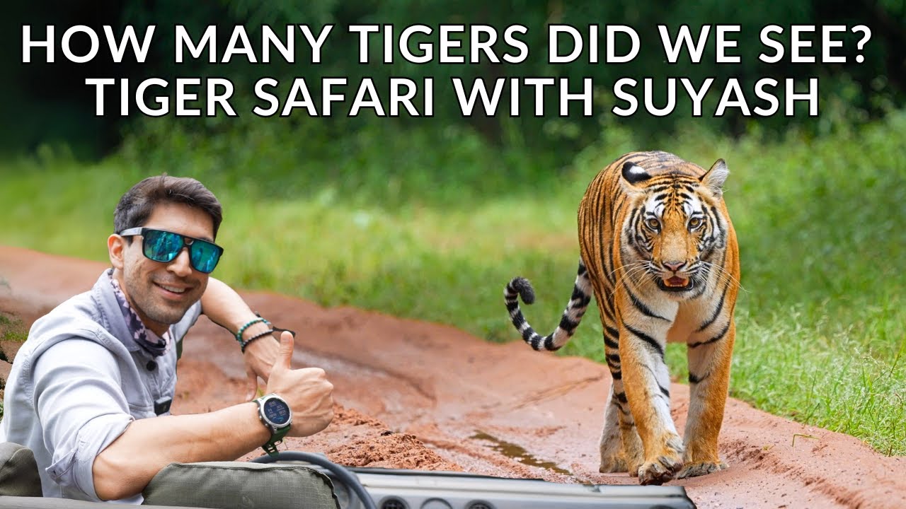 Rain + Tigers = Raining Tigers!! 🐅 | Bandhavgarh National Park | Ameliya Safaris