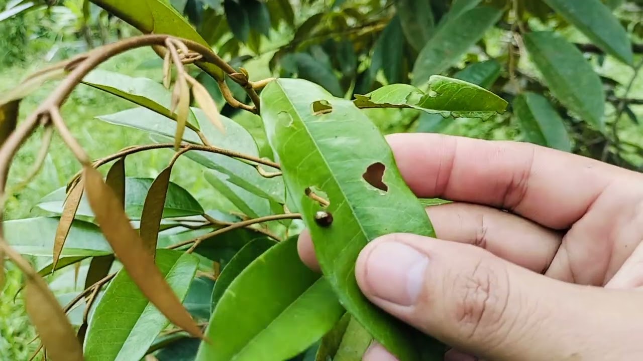 Bersih Bersih Kebun Durian‼️Banyak Hama Daun#Ada Ular Berbisa🐞🐍