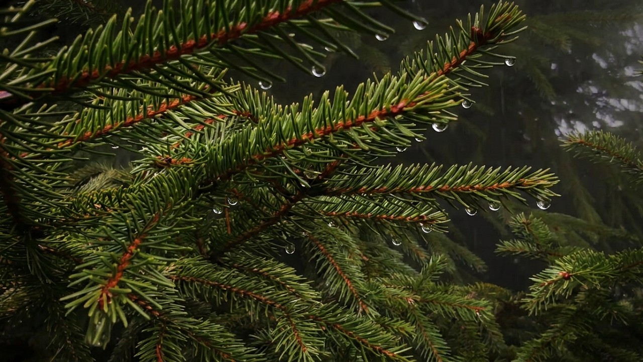 Forest Rain on Pine Needles for Deep Sleep | 2 Hours Natural Rain Sounds | No Music
