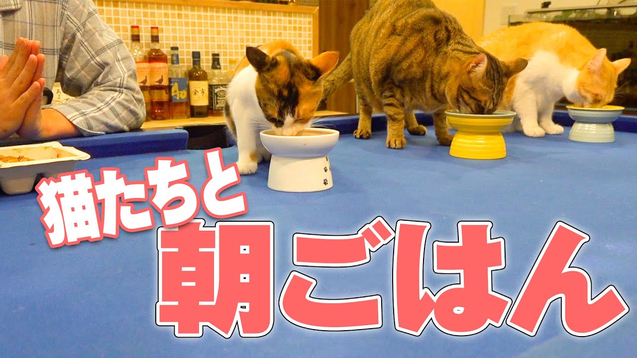 はらぺこな猫たちに起こされたので一緒に朝ごはんを食べます
