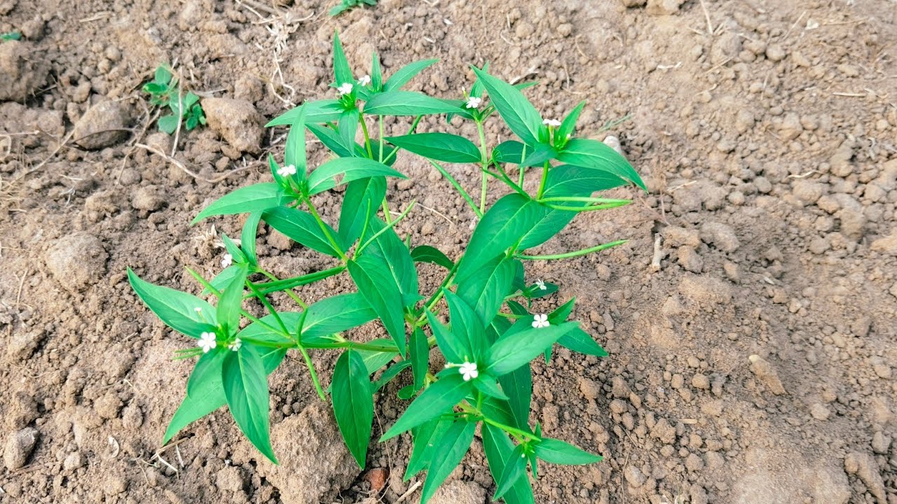 Mar 14 சந்த்ராவை அடித்து விரட்டிய சாமுண்டஸ்வரி 