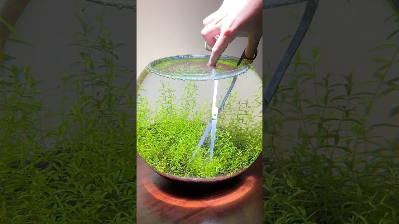 Trimming aquatic plants in my ecosystem bowl #SummerOnShorts