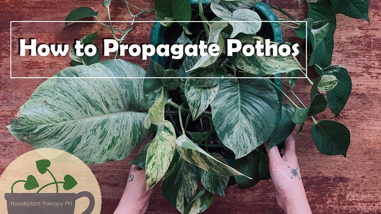 How to Propagate Pothos | Houseplant Therapy PH