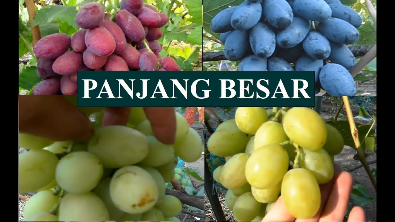 [PART#3]WOOW !!! INI DIA DAFTAR ANGGUR YANG BANYAK DIBURU PARA PENGHOBI (VERSI TMA)