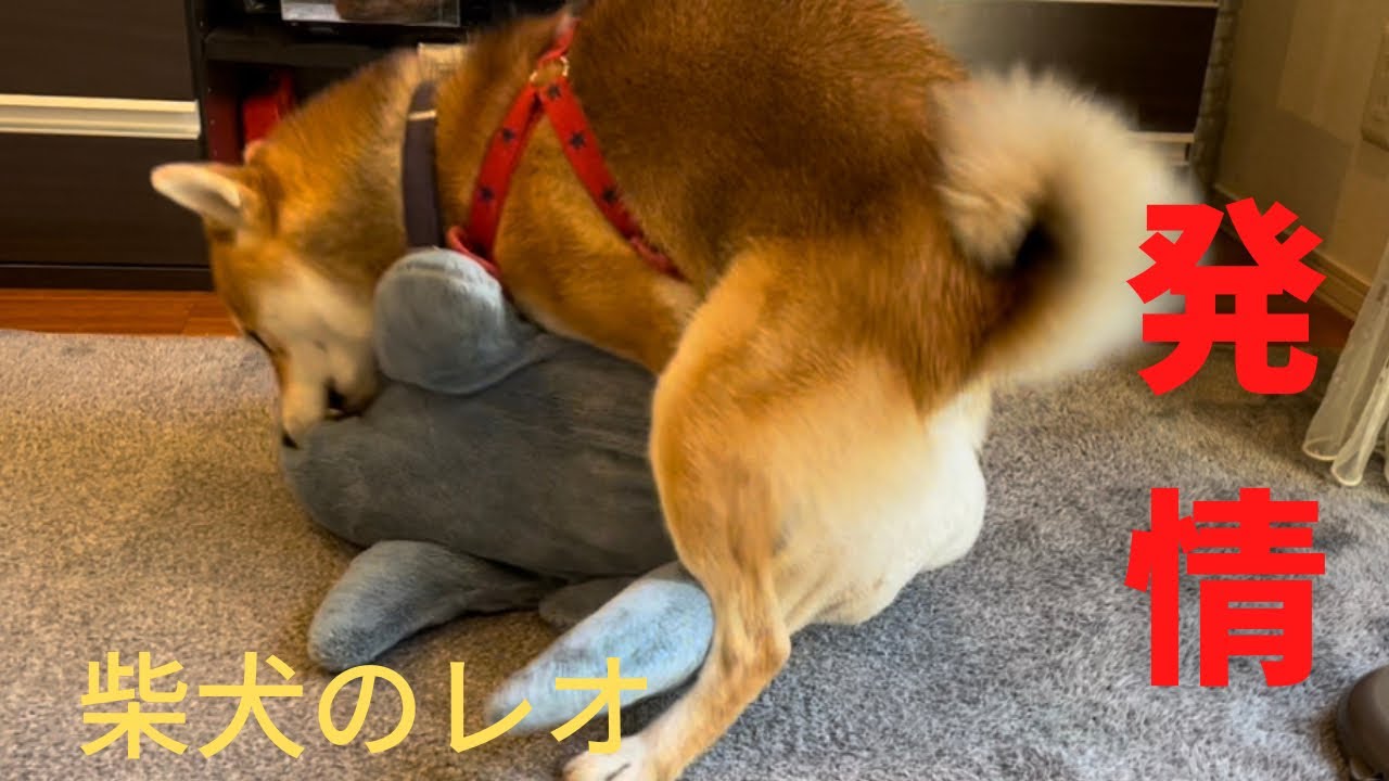 発情した柴犬のとある行動が衝撃的…【マウンティング】【発情期】