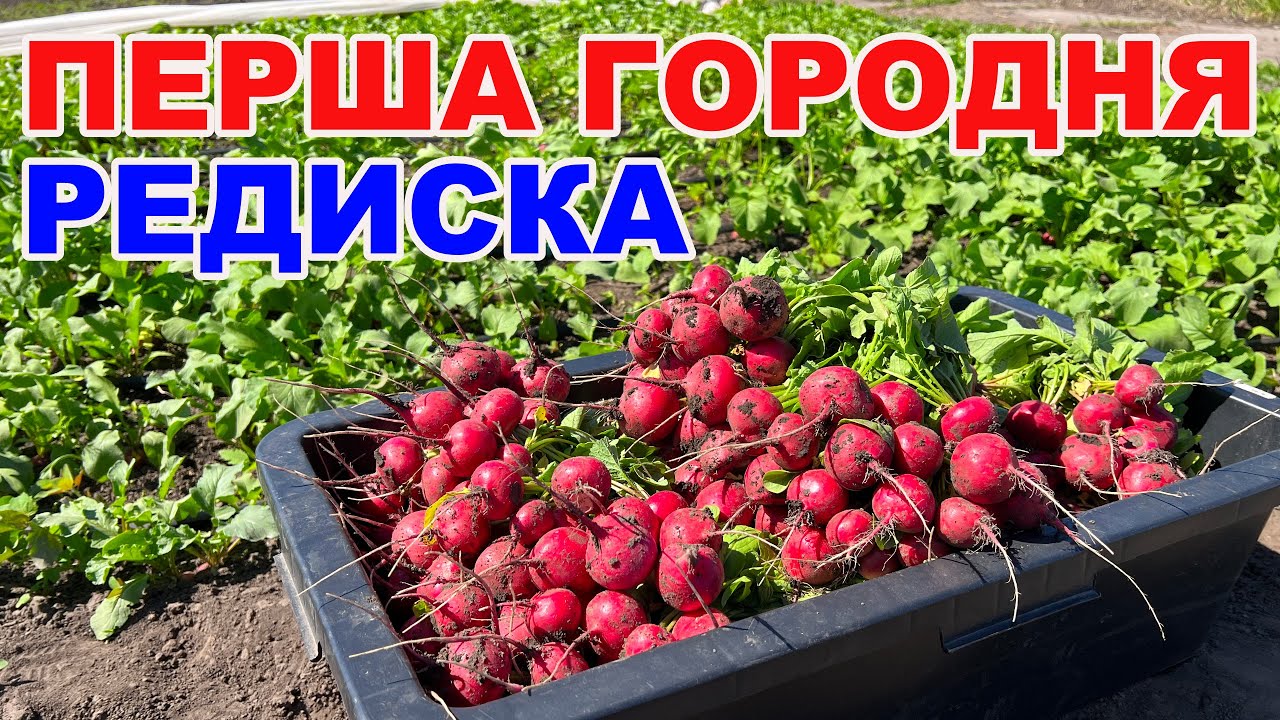 СЕКРЕТИ Вирощування редиски під агроволокном