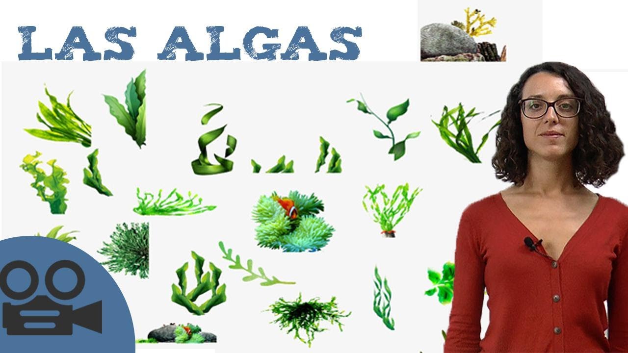 Las algas