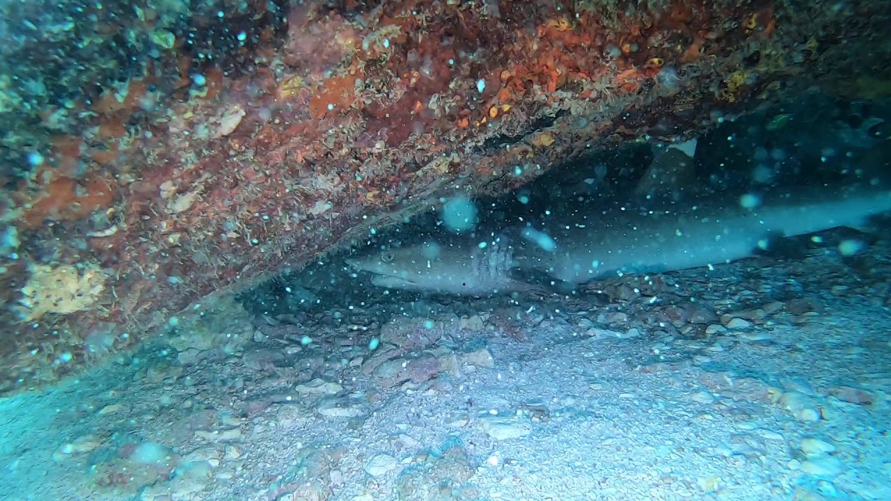 Requin Seichelois sous rocher(2)