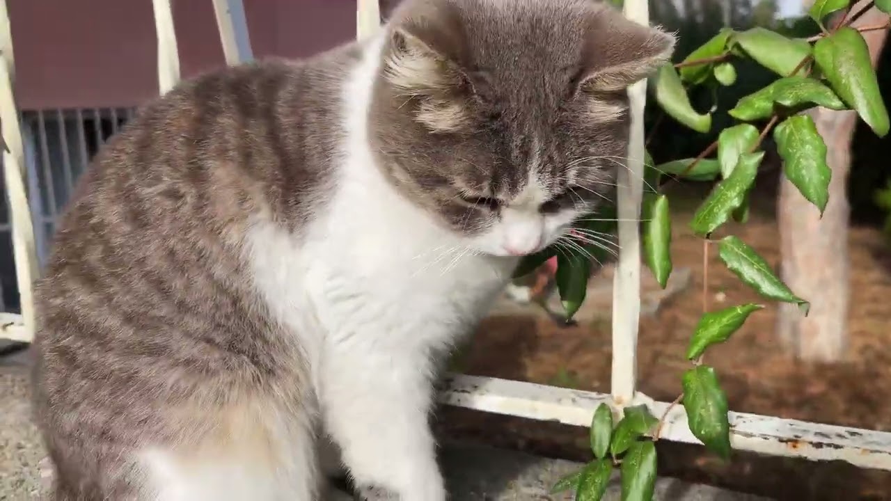 The One Eyed Cat Who Never Ate Alone 😺❤️