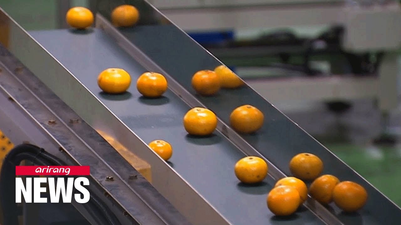 S. Korea starts using AI to sort better quality tangerines