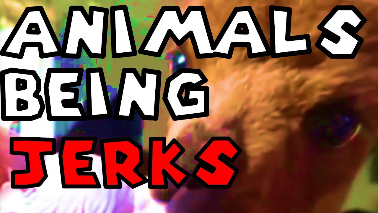 Animals Being Jerks:  Try Not To Laugh