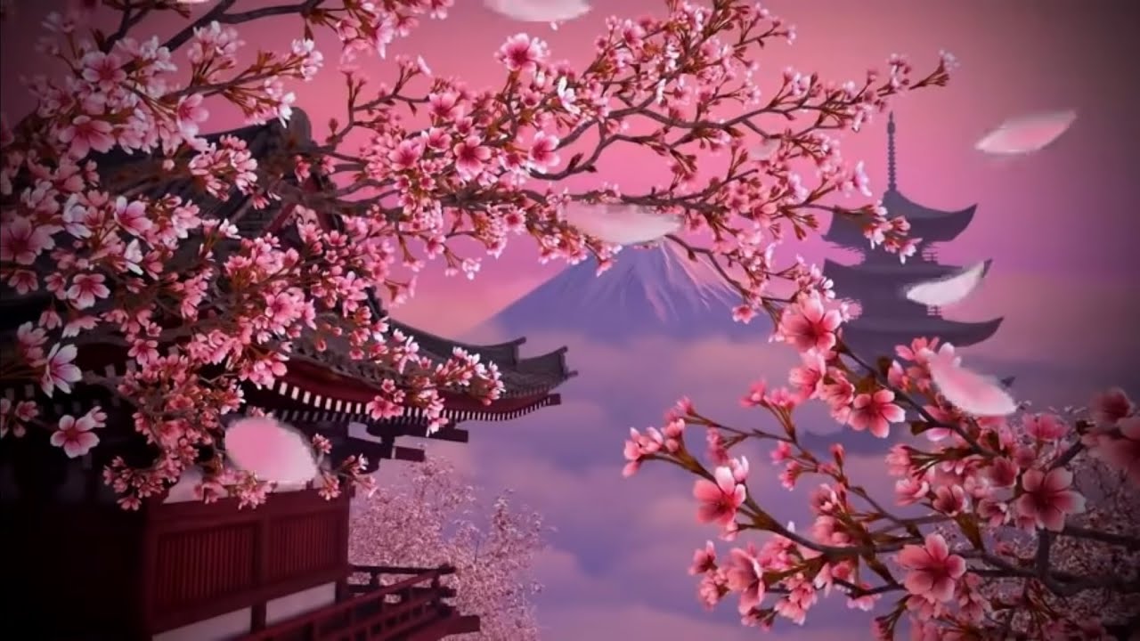 Thousand Cherry Blossoms [2017]