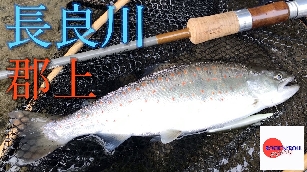 【トラウトフィッシング】本流トラウト　初めての長良川