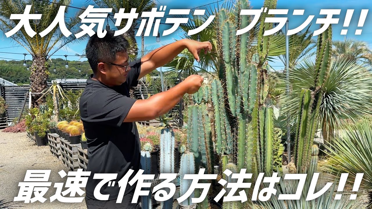 サボテンのブランチを最速で仕立てる方法を伝授します!!