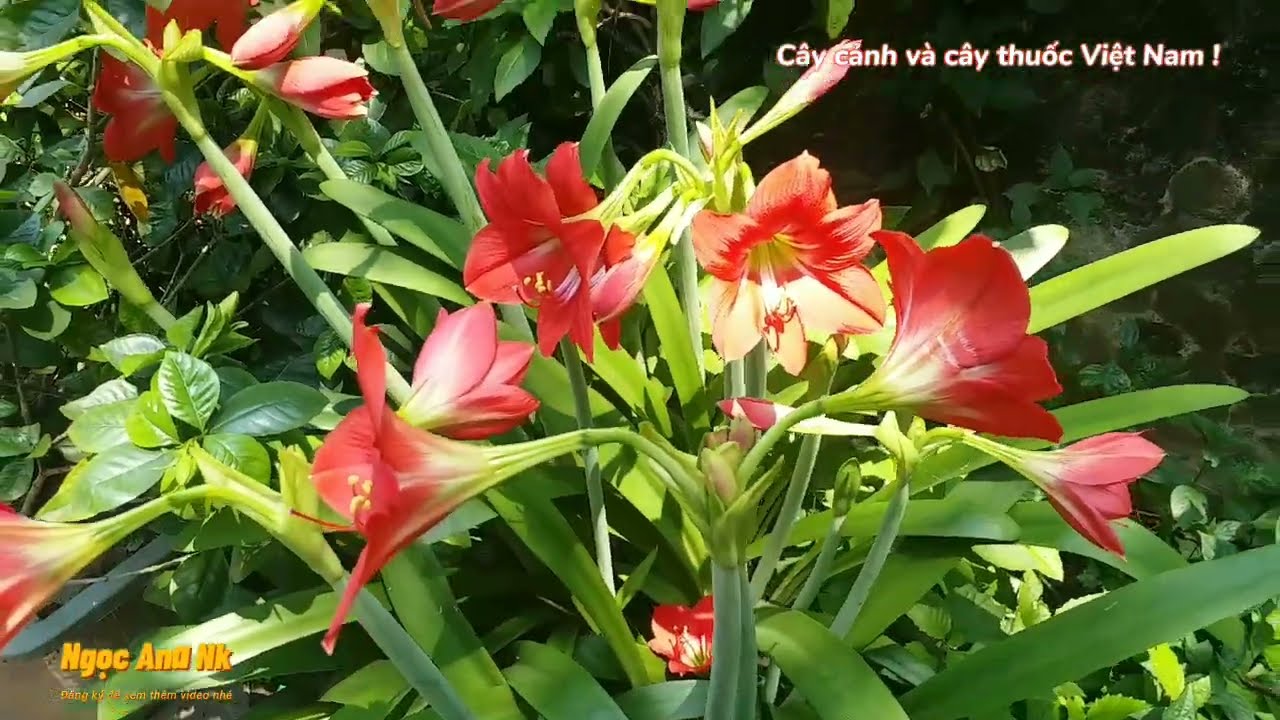 C&aacute;ch l&agrave;m hoa loa k&egrave;n ra hoa quanh năm / Trồng, chăm s&oacute;c hoa lan huệ