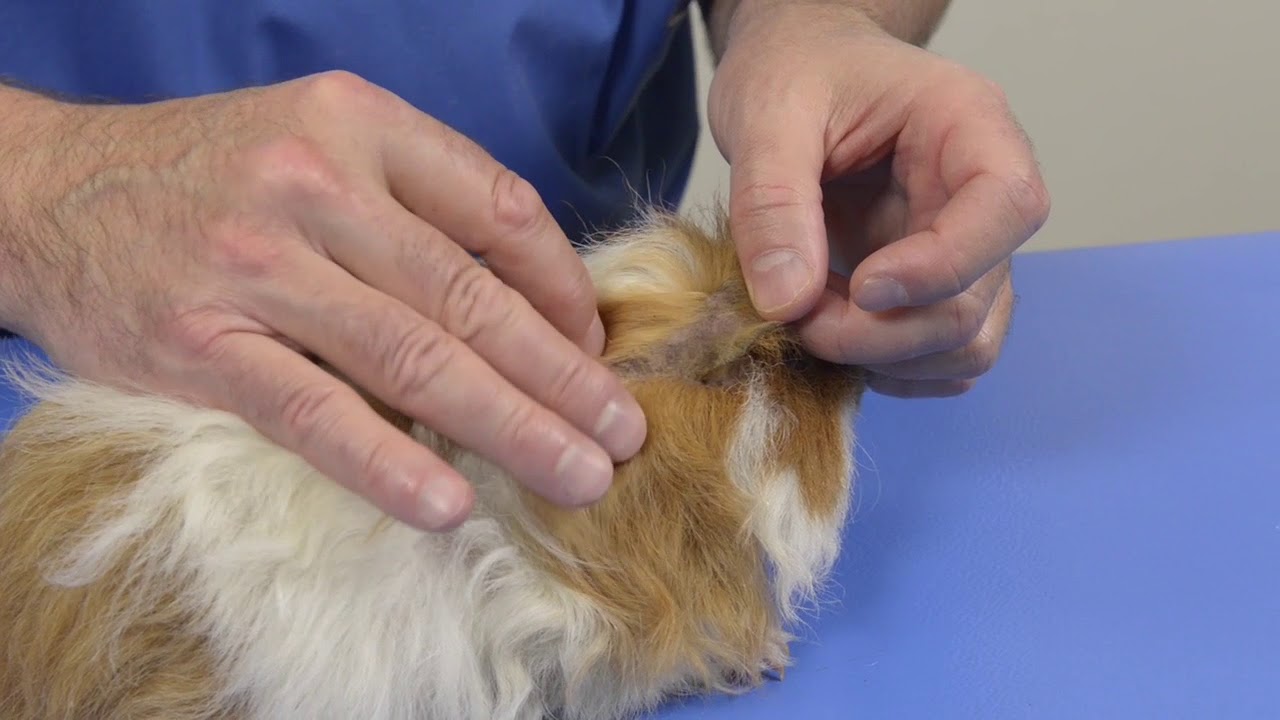 Mon cochon d'Inde est-il en bonne santé ? Check-up