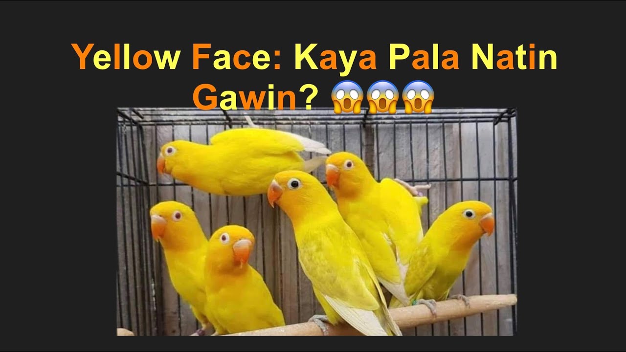 Yellow Face Kaya Pala Gawin Locally?