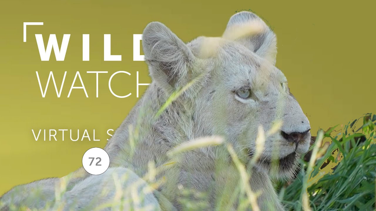 Утро со львами Нгалы | Виртуальное сафари WILDwatch 72
