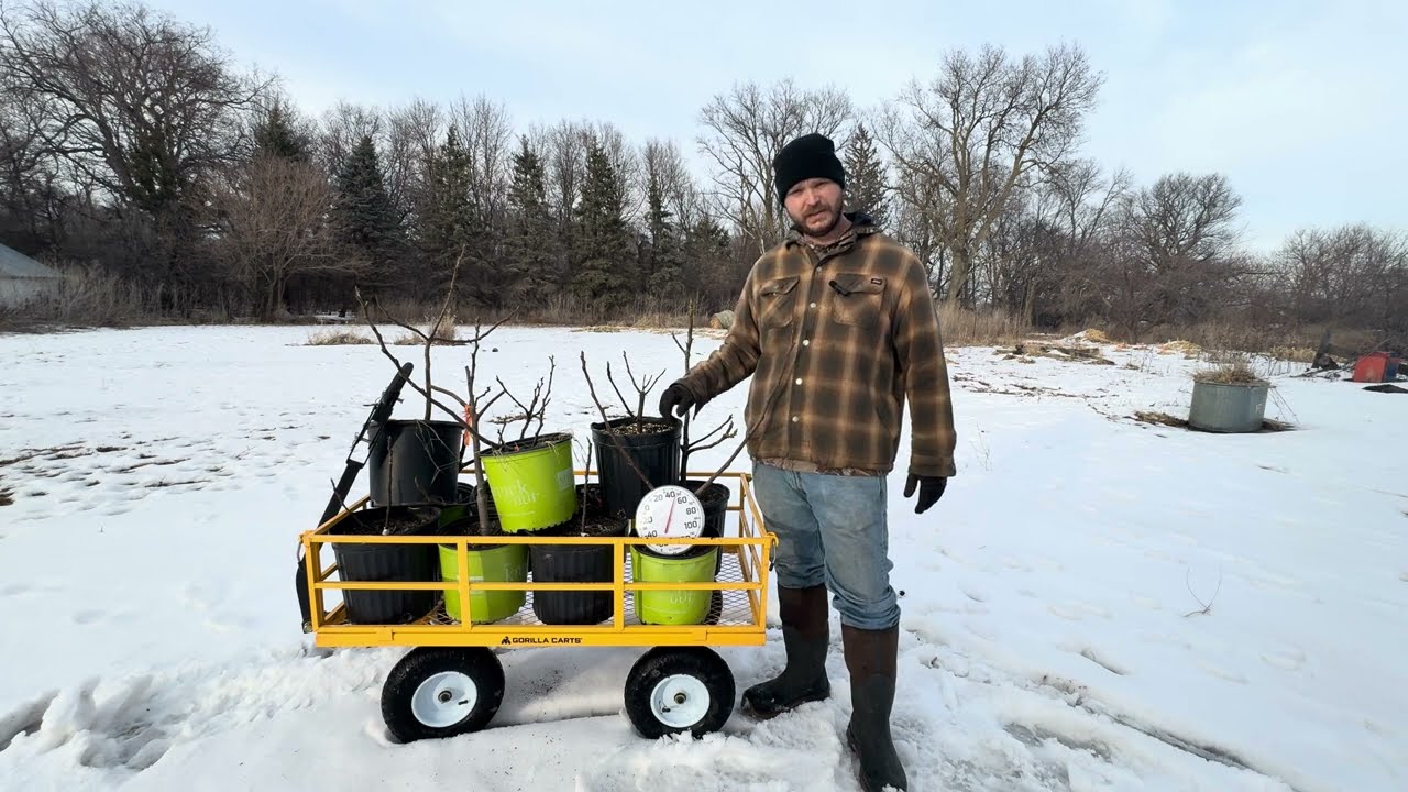 Moving potted fig trees to maintain dormancy