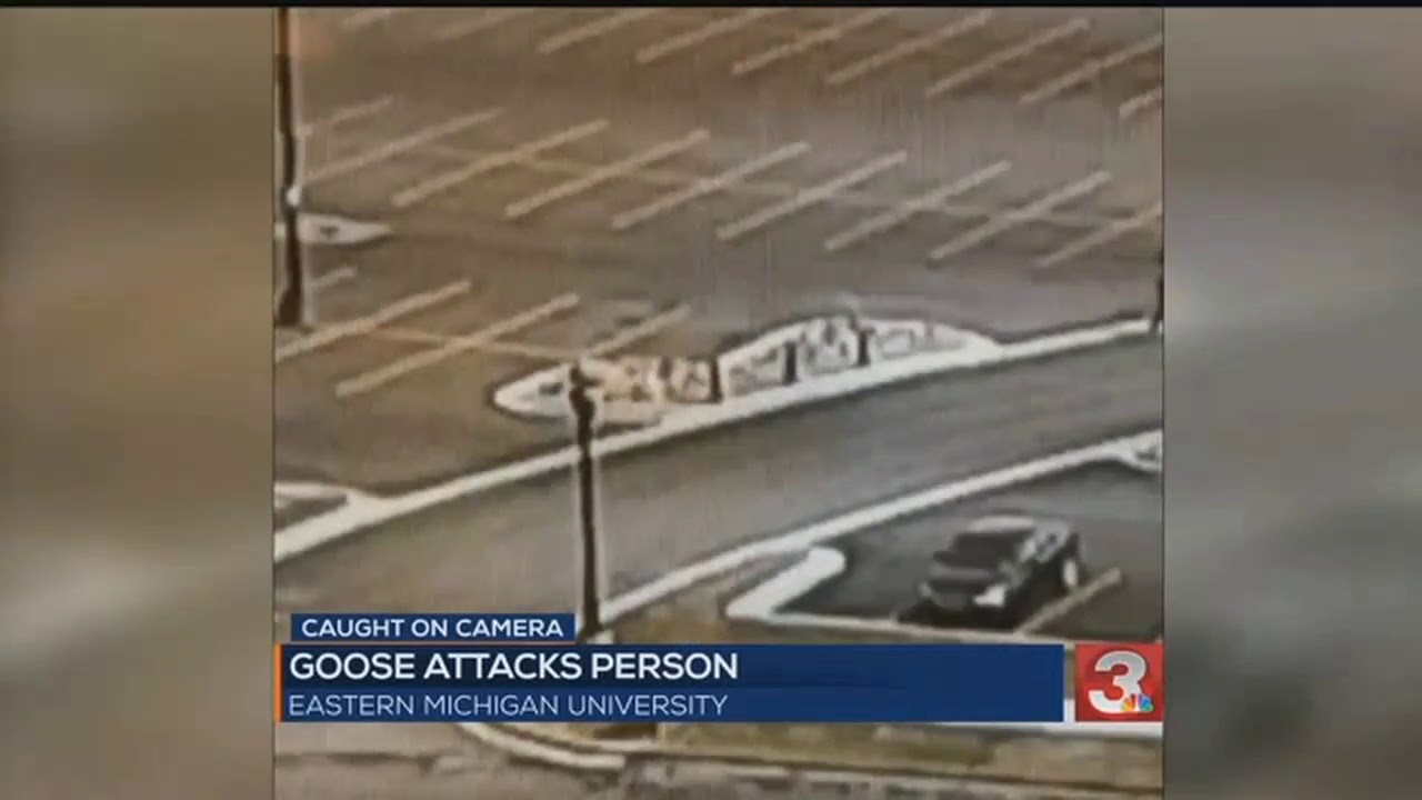Police: 'Beware of goose!' after campus parking lot attack